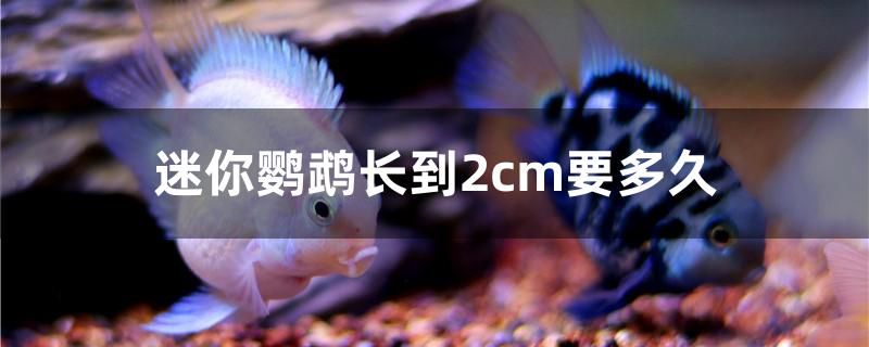 迷你鸚鵡長(zhǎng)到2cm要多久 充氧泵