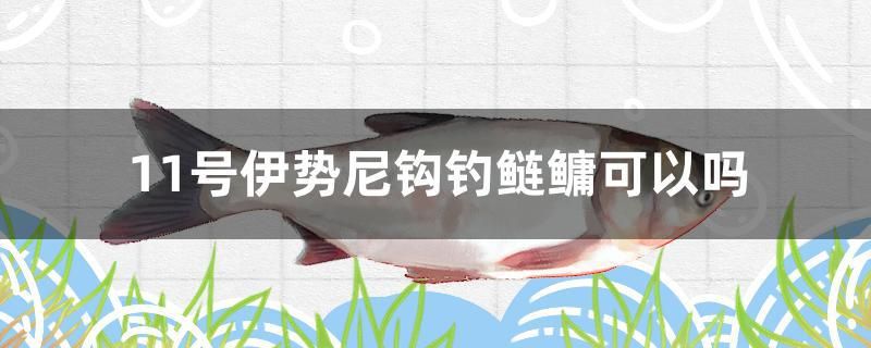 11號伊勢尼鉤釣鰱鳙可以嗎 祥龍傳奇品牌魚缸