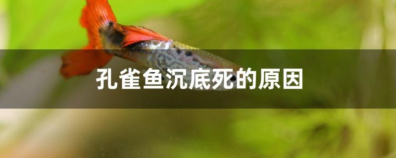 孔雀魚沉底死的原因是什么 養(yǎng)魚的好處