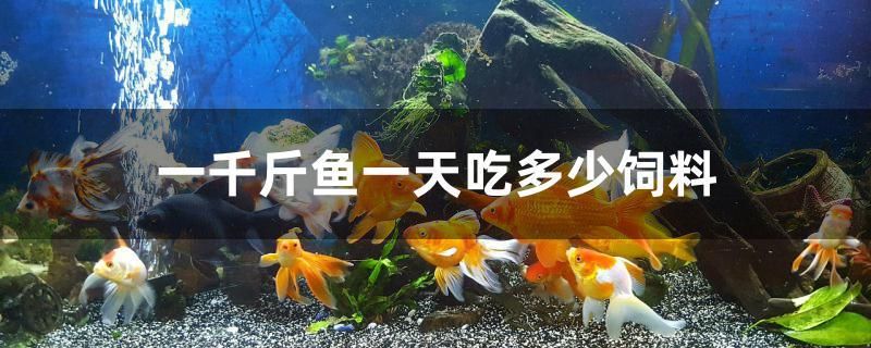 一千斤魚一天吃多少飼料 黃金河虎魚