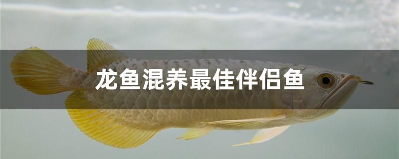 龍魚混養(yǎng)最佳伴侶魚有哪些