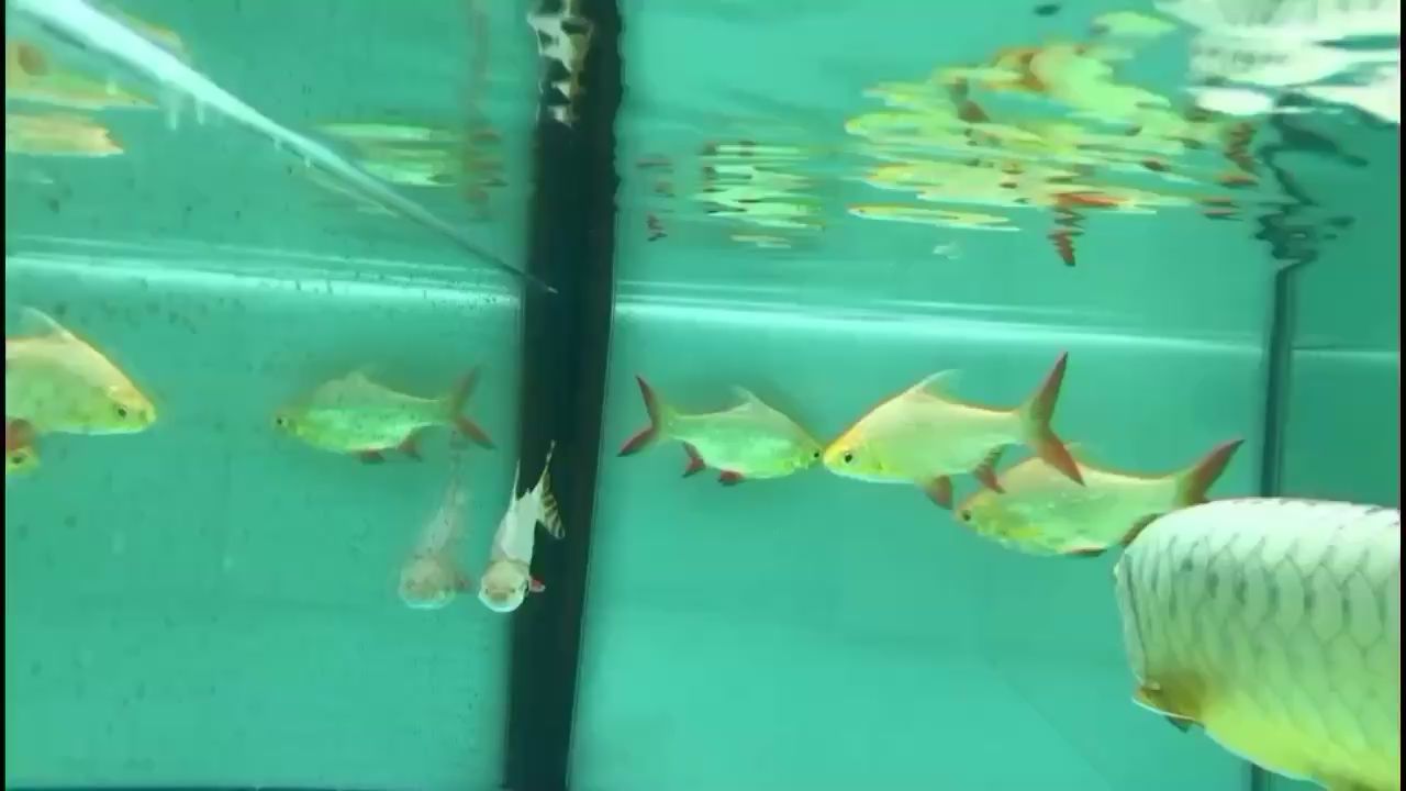 盤錦二手魚缸水族箱轉(zhuǎn)讓電話號(hào)（盤錦二手魚缸出售批發(fā)市場(chǎng)）