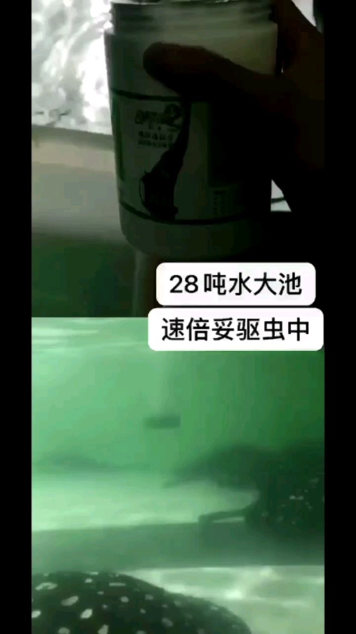 28噸水大池檢疫中 觀賞魚論壇 第1張