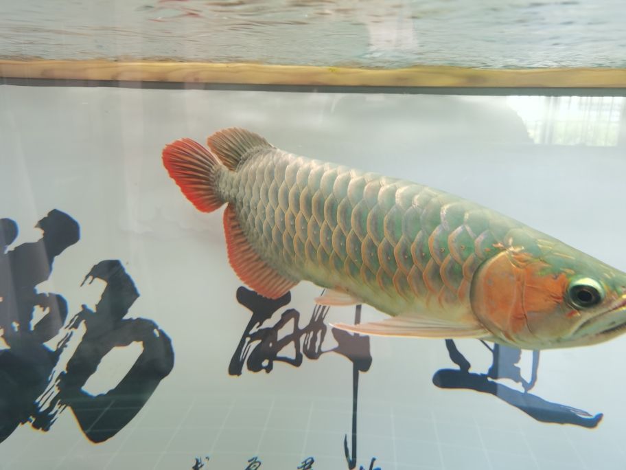 小龍到家兩年了 觀賞魚(yú)論壇 第4張