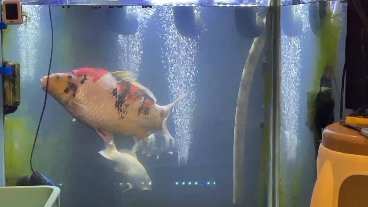 魚缸用加熱棒（魚缸用加熱棒多少合適）