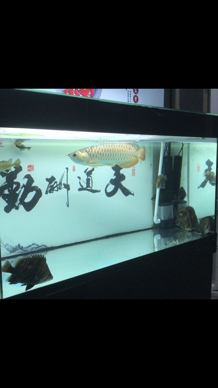 樂山龍魚專賣店（樂山魚批發(fā)價(jià)格） 紅老虎魚