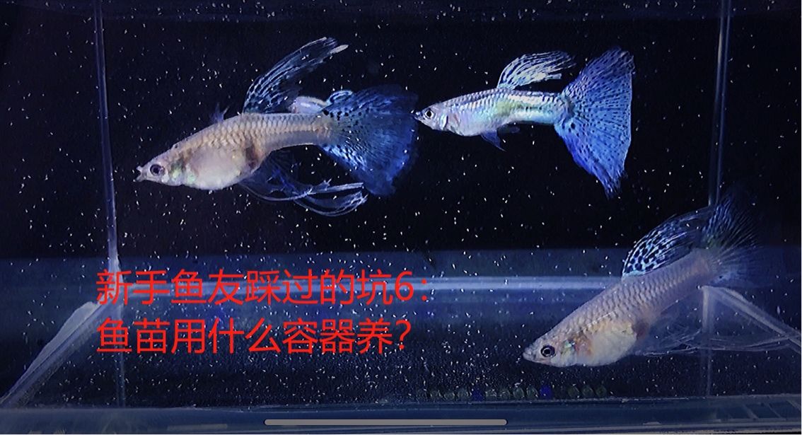 新手魚友踩過的坑6：魚苗用什么容器養(yǎng)？ 觀賞魚論壇 第1張