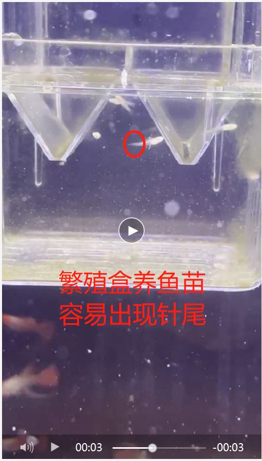 新手魚友踩過的坑6：魚苗用什么容器養(yǎng)？ 觀賞魚論壇 第2張