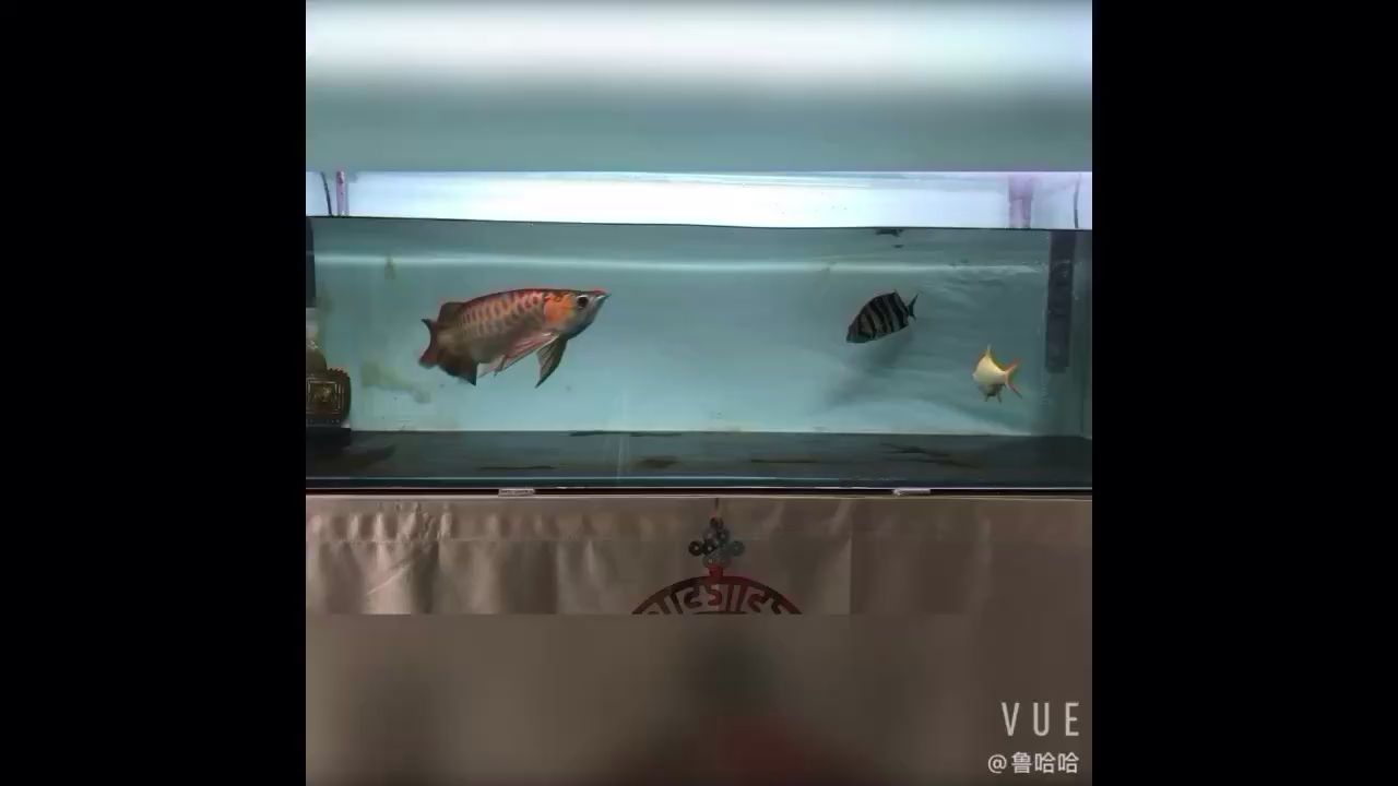 龍魚狀態(tài)之進(jìn)食篇！ 觀賞魚論壇