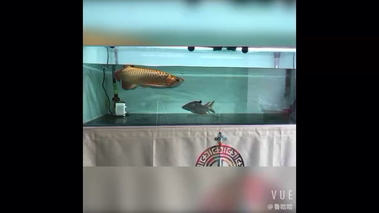 韶關(guān)水族批發(fā)市場(chǎng)都在哪里？（ 韶關(guān)水產(chǎn)批發(fā)市場(chǎng)在哪里） 祥龍進(jìn)口元寶鳳凰魚