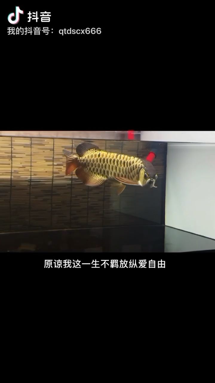 古典金 觀賞魚論壇 第1張