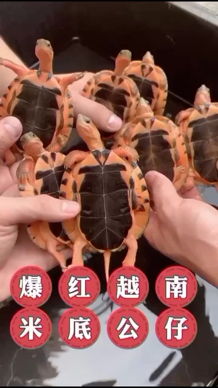 高檔觀賞魚的種類和圖片 高檔觀賞魚的種類和圖片及價格