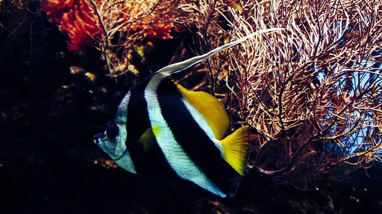 東莞觀賞魚的公園有哪些地方（ 東莞海水觀賞魚） 白寫錦鯉魚