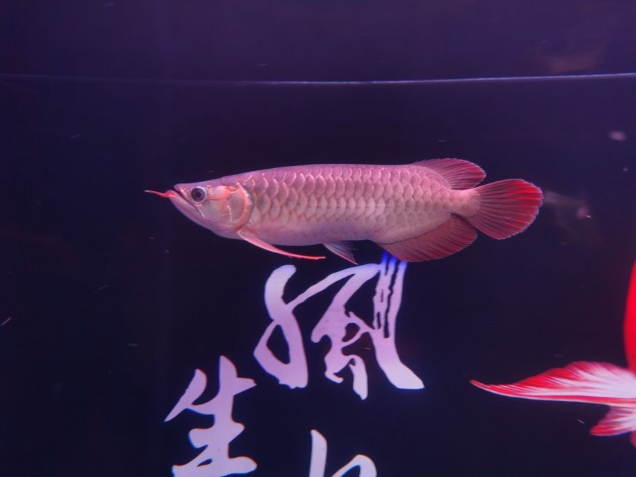 龍魚體型問題 觀賞魚論壇 第3張