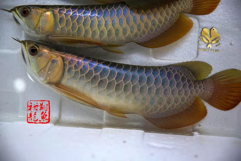 大同二手魚缸轉(zhuǎn)讓58同城信息網(wǎng)站大全（大同賣魚缸的地方） 觀賞魚飼料