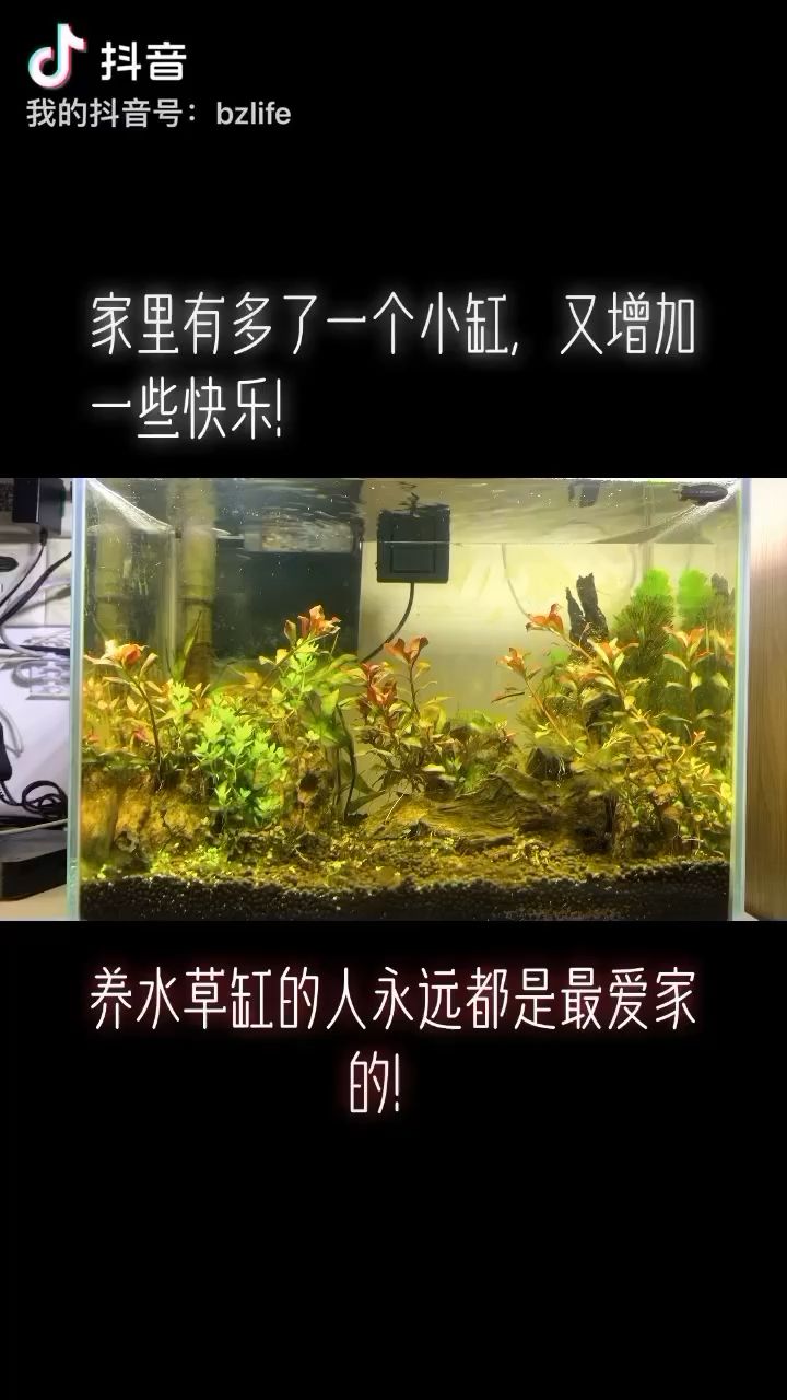 可憐的小缸，過幾天又要翻缸了 觀賞魚論壇