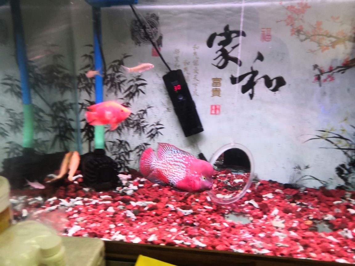 上海雅彩魚缸官網(wǎng)配件商城地址查詢 水族問答 第4張