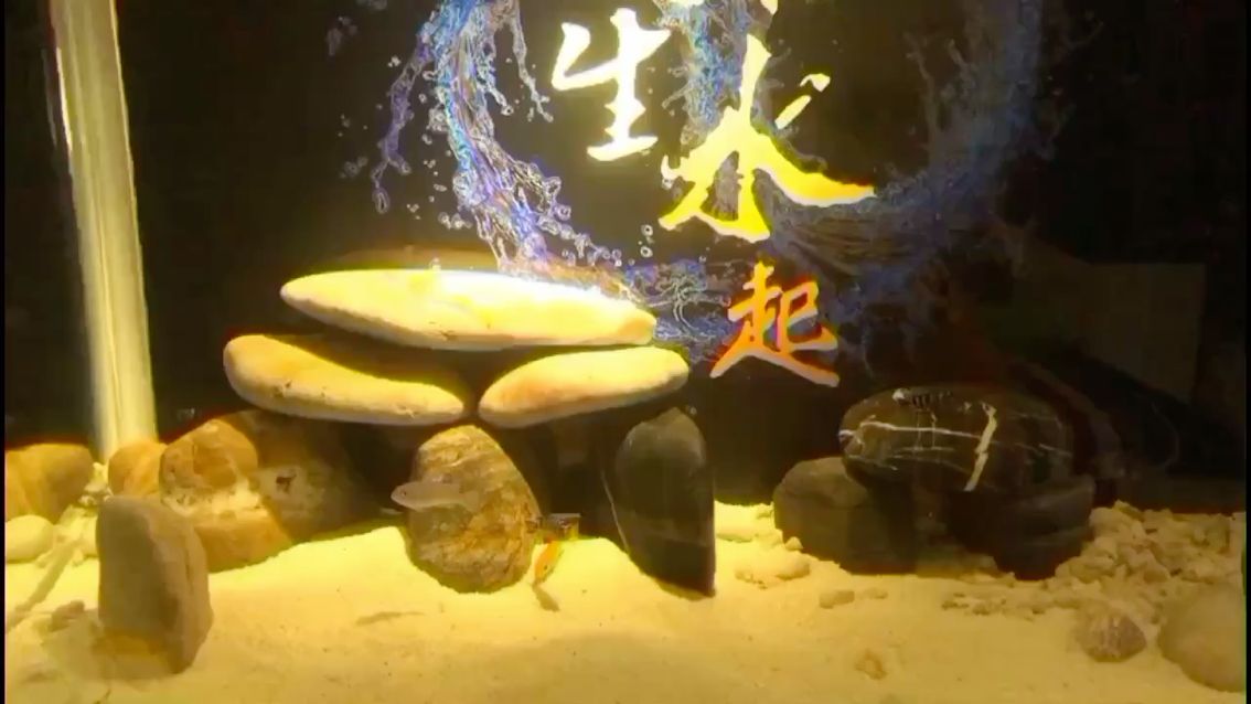 黑龍魚價格多少錢一條 水族問答