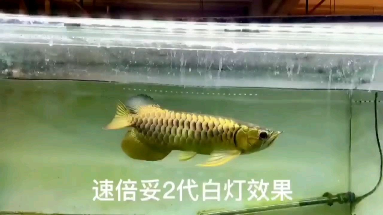 阜新魚(yú)缸市場(chǎng)位置圖大全（ 阜新觀賞魚(yú)交易市場(chǎng)）