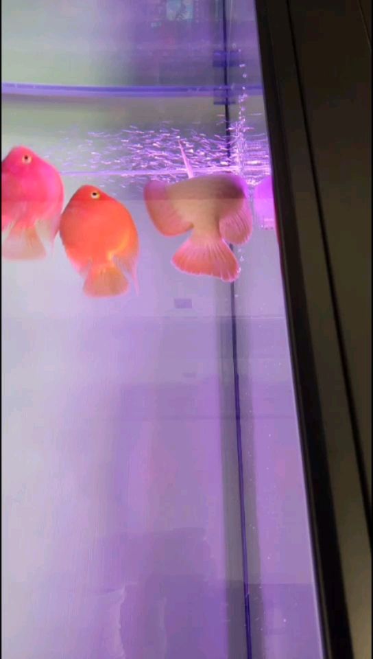 寶雞二手魚(yú)缸水族箱出售電話(huà)（ 寶雞二手舊貨市場(chǎng)廚具）