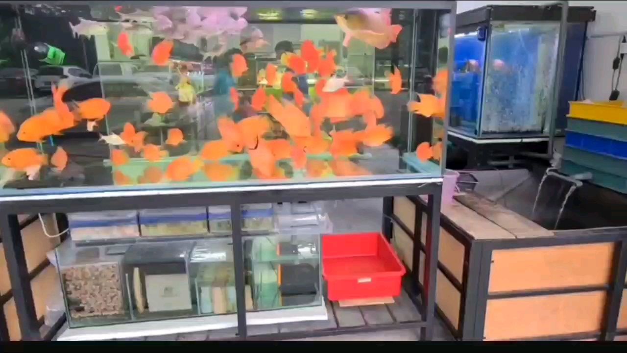 100只鸚鵡魚的水晶缸 觀賞魚論壇