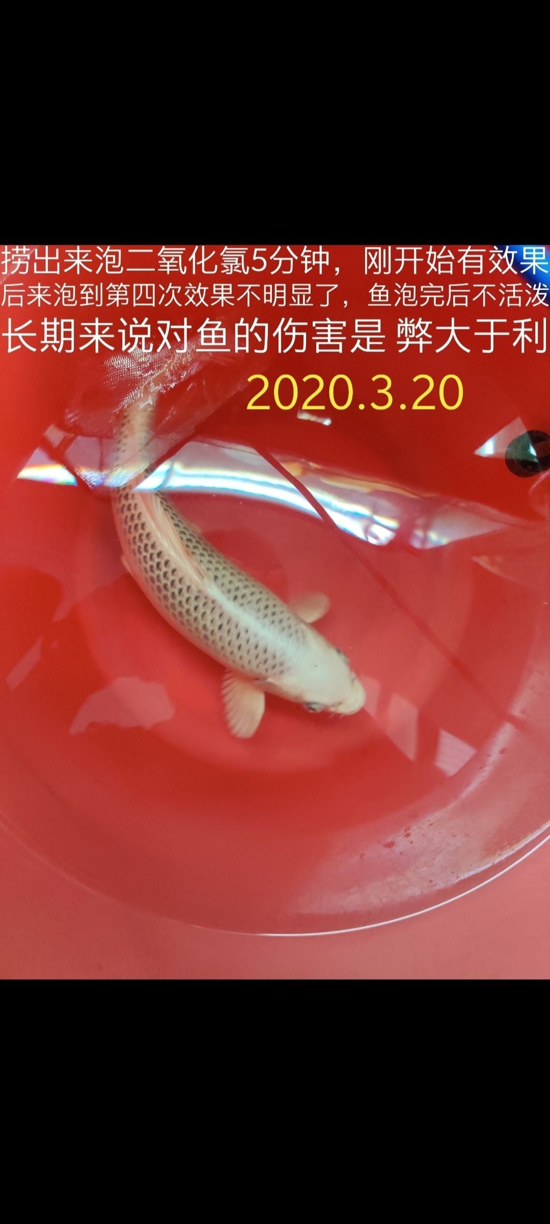 魚缸除氯水質穩(wěn)定劑怎么用（魚缸加除氯水） 白玉紅龍魚