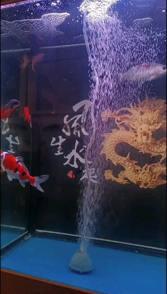 水泡過多 觀賞魚論壇