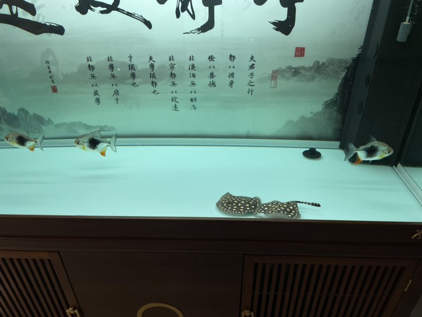 適合魚缸養(yǎng)的觀賞魚品種圖片（適合魚缸養(yǎng)的觀賞魚品種圖片） 龍魚百科