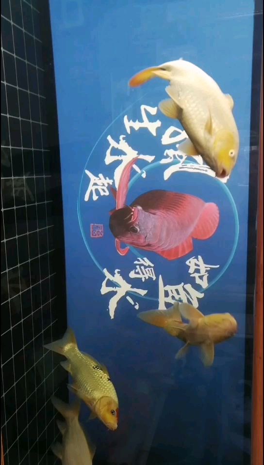 小土炮 觀賞魚論壇