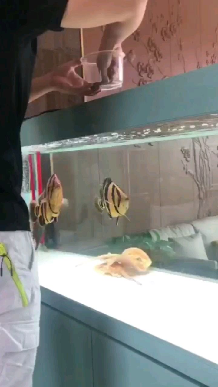 魚缸用慶大霉素后怎么處理 水族問答