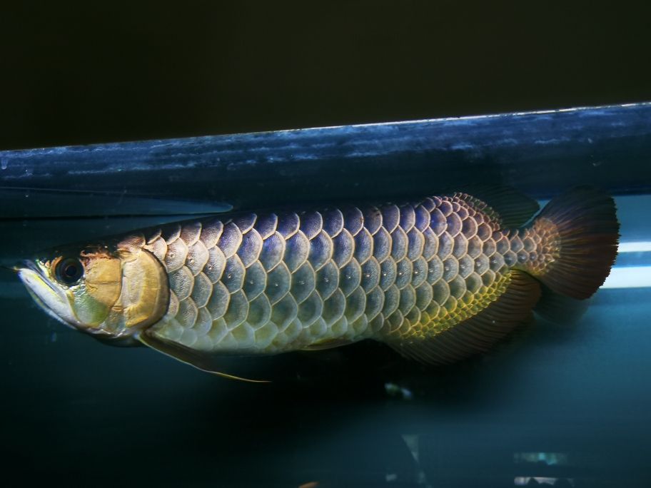 香港觀賞魚市場在哪（香港賣金魚的那條街） 鴨嘴鯊魚