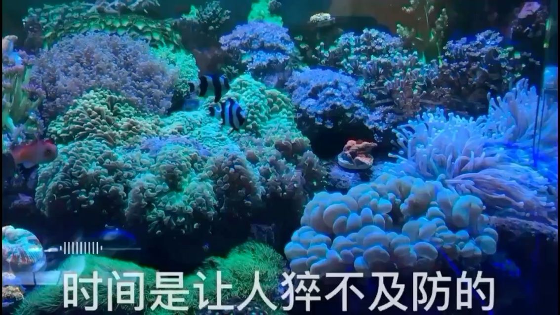 無蛋分養(yǎng)殖珊瑚 觀賞魚論壇