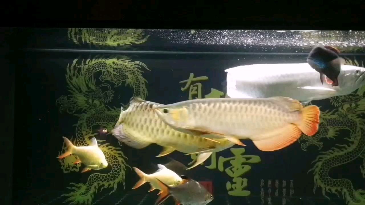 養(yǎng)魚是一種愛好，也以一種修養(yǎng)！ 觀賞魚論壇