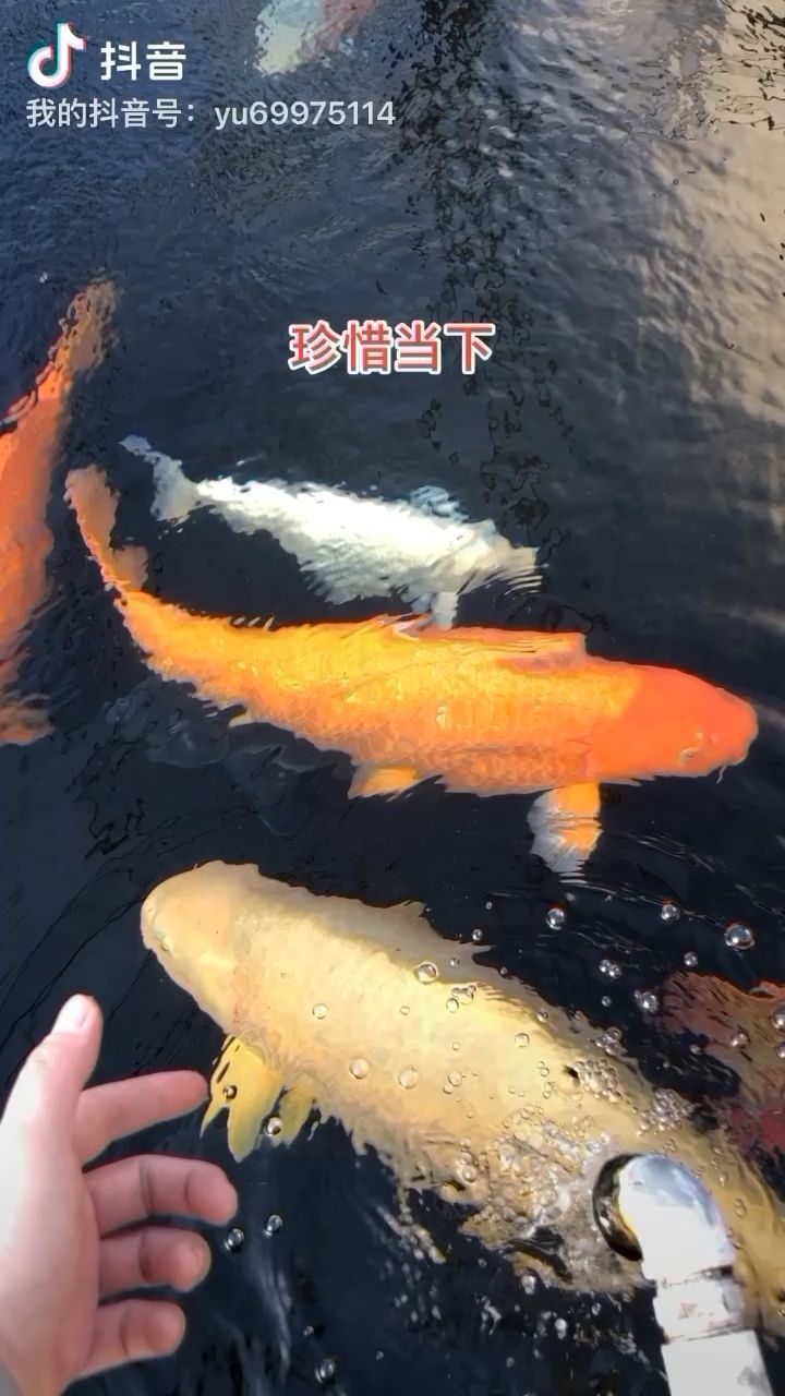 珍惜當(dāng)下，養(yǎng)魚養(yǎng)心 觀賞魚論壇 第1張