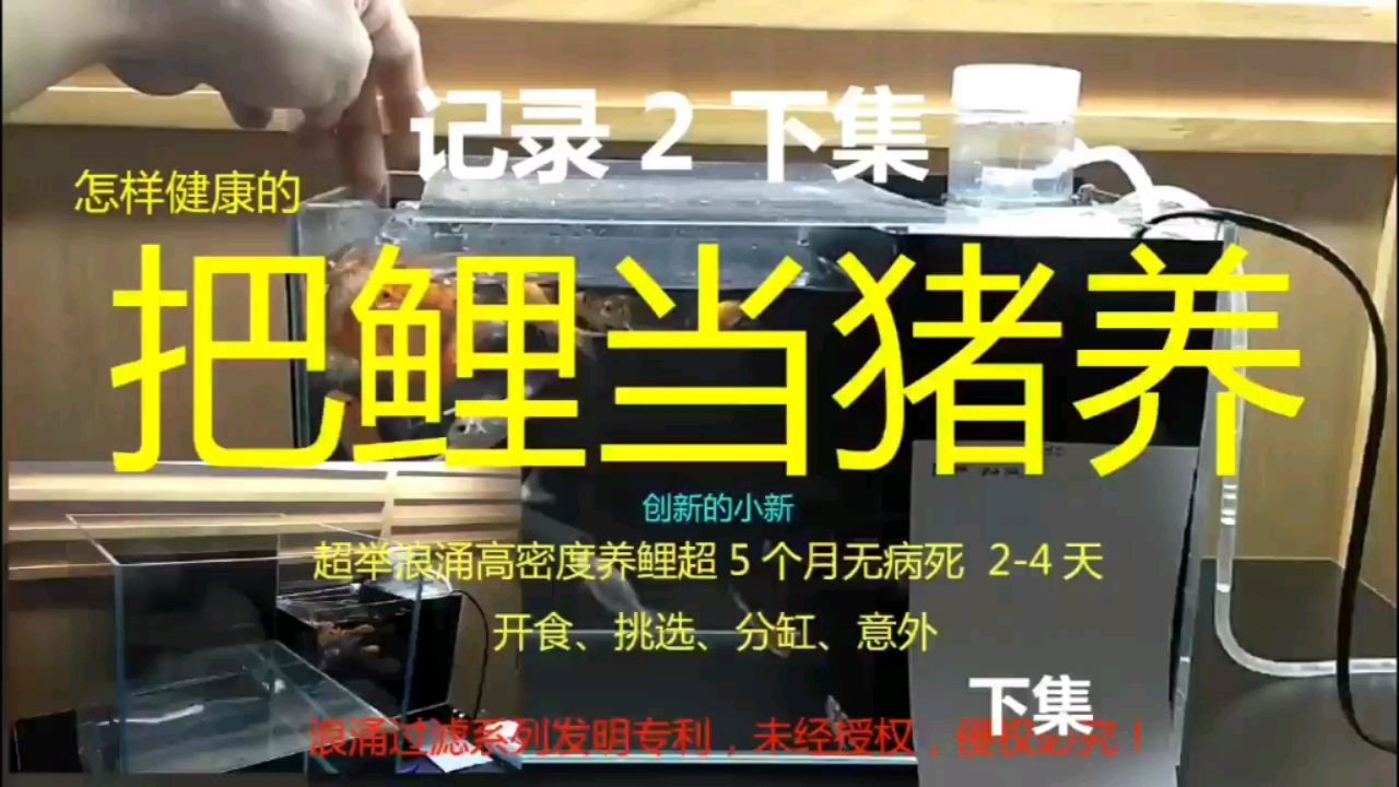 超舉浪涌把鯉當豬養(yǎng)超5月記錄2-下集 觀賞魚論壇