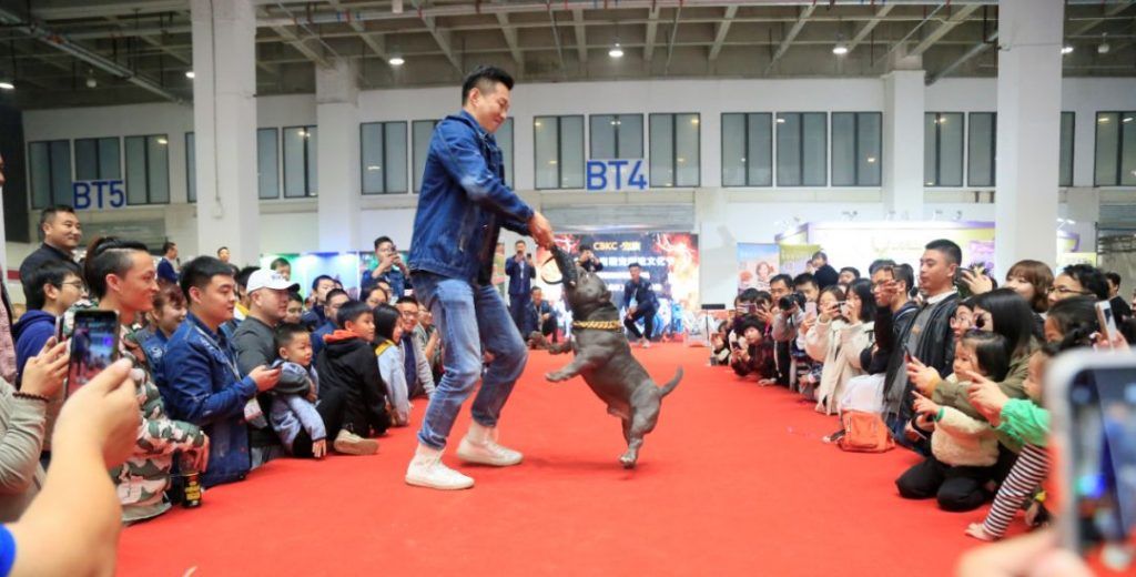 虎紋恐龍魚多大缸 水族問答 第6張