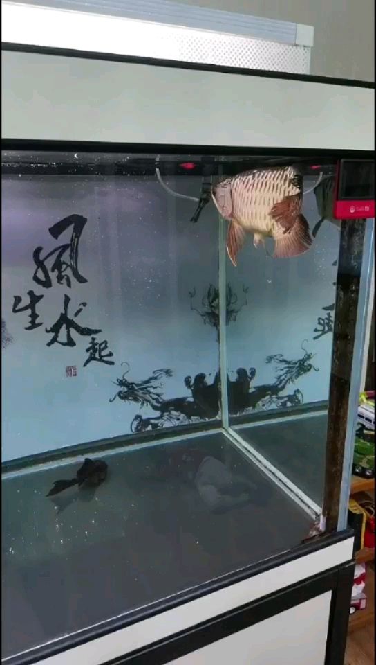 混養(yǎng)第七天 觀賞魚(yú)論壇 第1張