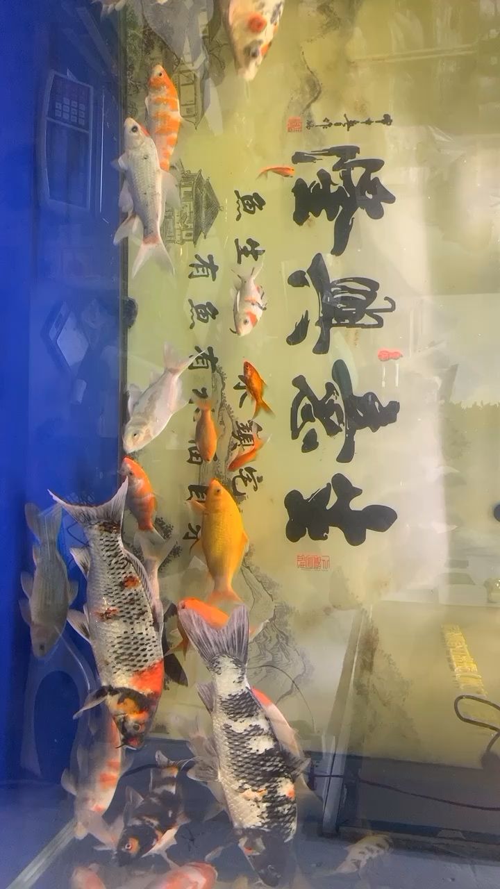 密集 觀賞魚論壇