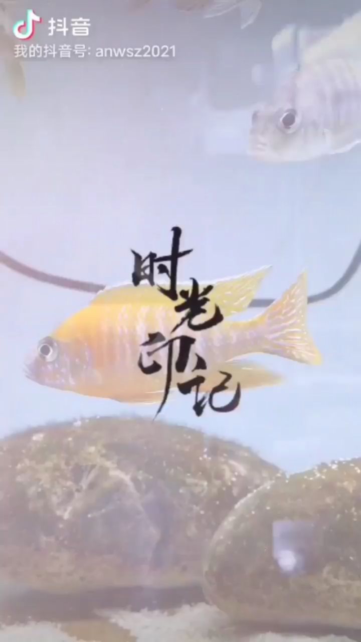 三湖慈鯛之火鳥羅賓紅 觀賞魚論壇