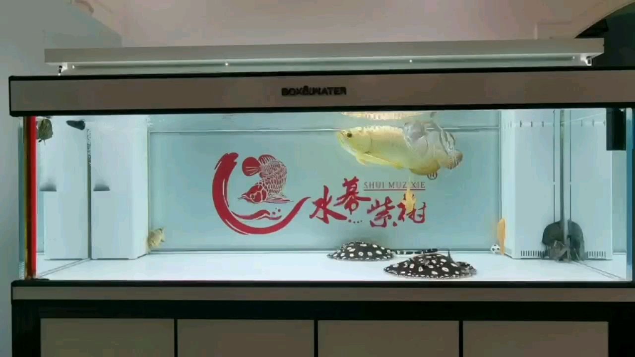 小魚缸尺寸是多少合適（ 魟魚缸最小尺寸） 銀龍魚苗