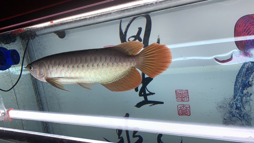 漂亮！有大神一起討論魚的魚友嗎？ 觀賞魚論壇 第1張