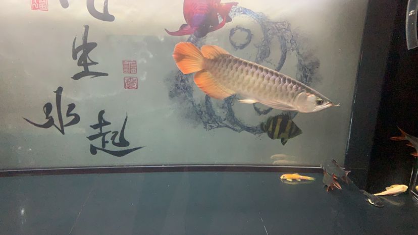 漂亮！有大神一起討論魚的魚友嗎？ 觀賞魚論壇 第3張