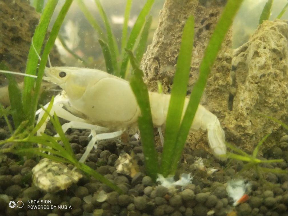 印尼紅龍魚照片大全大圖欣賞 水族問答 第3張