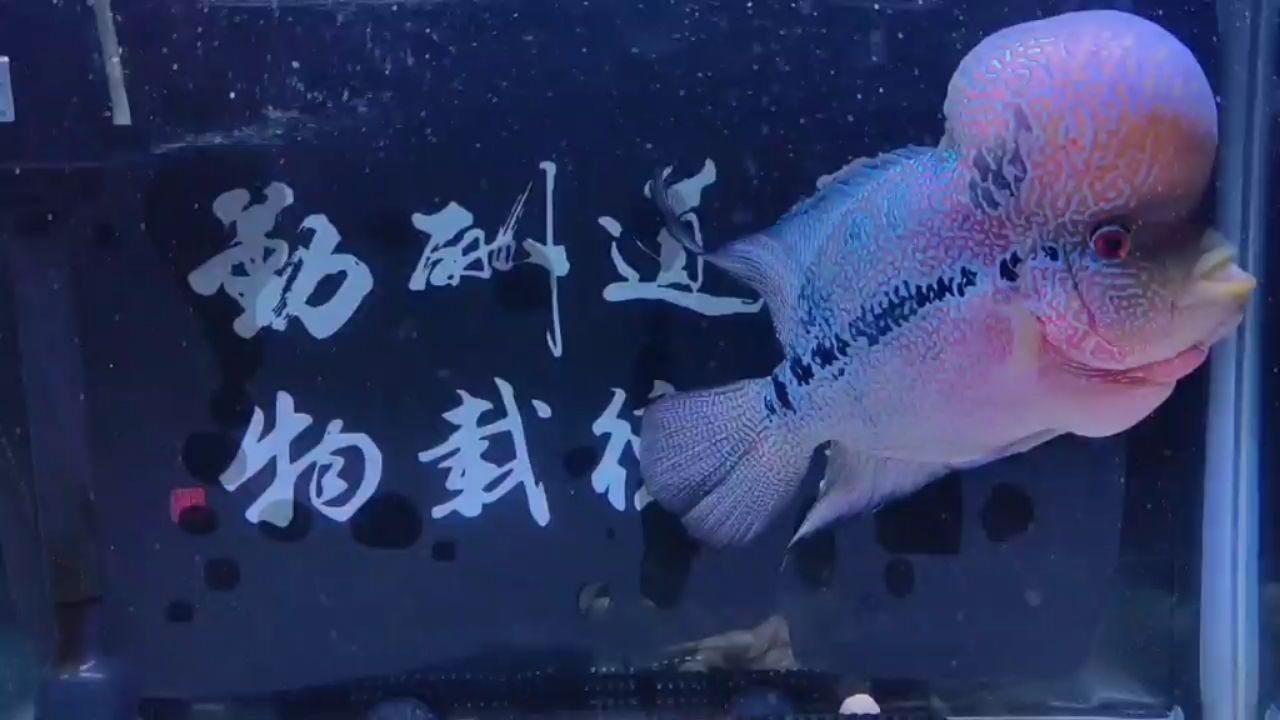 養(yǎng)了一年多了 觀賞魚論壇 第1張