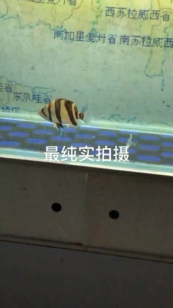 印尼純三 觀賞魚論壇