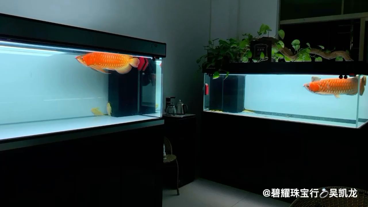 人無完人·不能追求完美的魚 觀賞魚論壇 第1張