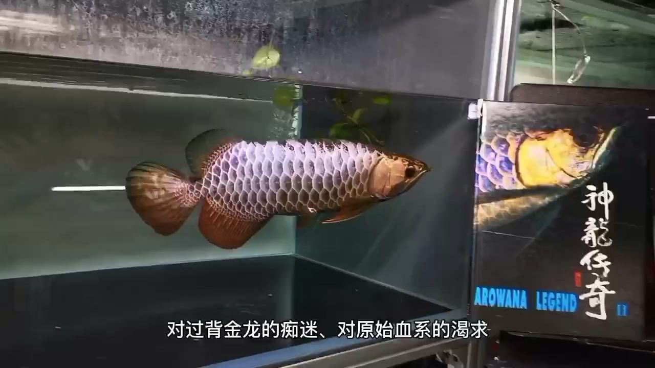 神龍再續(xù)傳奇 觀賞魚論壇