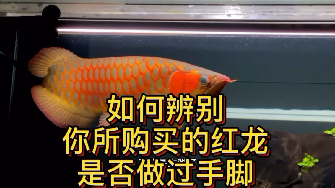 你的紅龍確定是純天然零添加嗎？ 觀賞魚論壇 第1張