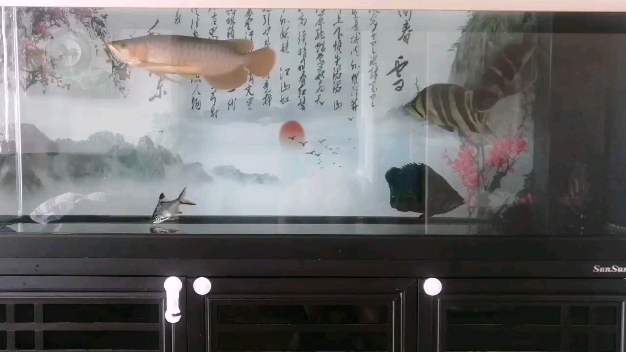 養(yǎng)魚隨心就好 觀賞魚論壇 第1張