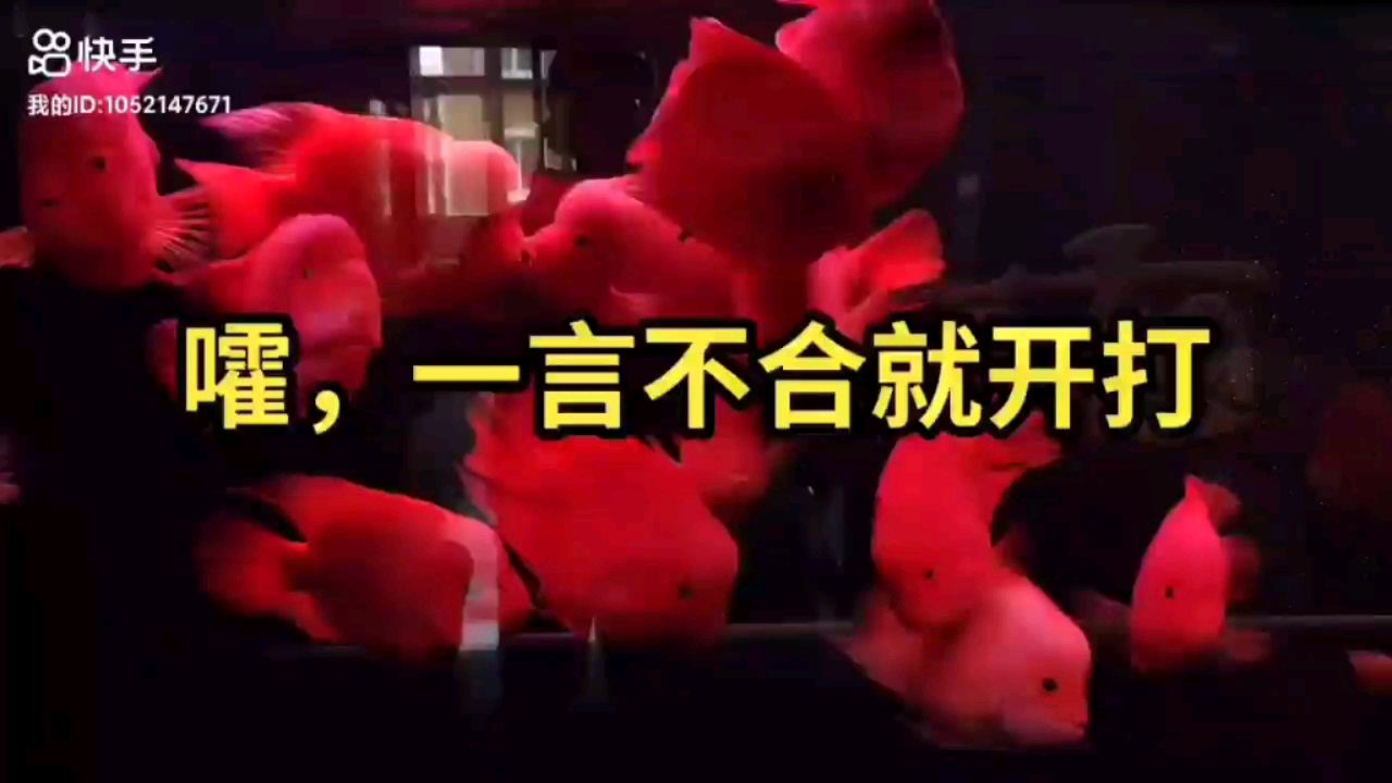 打，我看誰牛叉 觀賞魚論壇 第1張